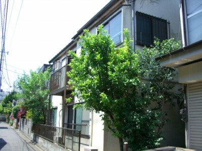 ���ʐ^�{����